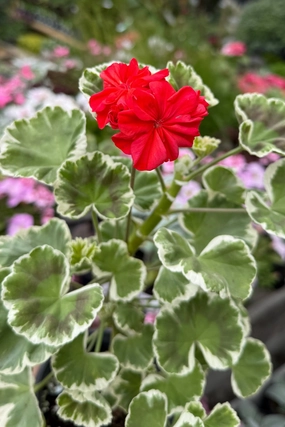 Pelargonium zonale (assorted) 4" decorative flowerpot  