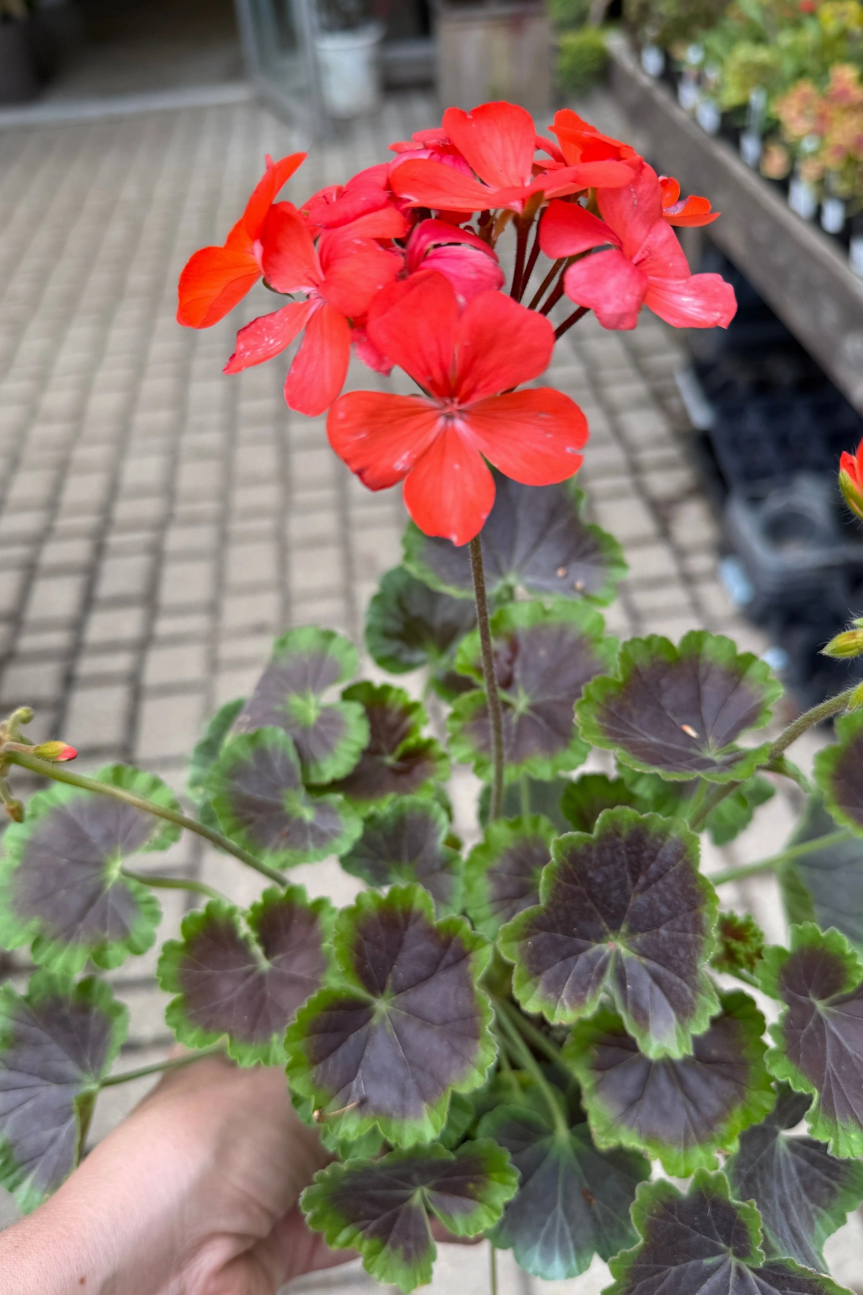Pelargonium zonale (assorted) 4"