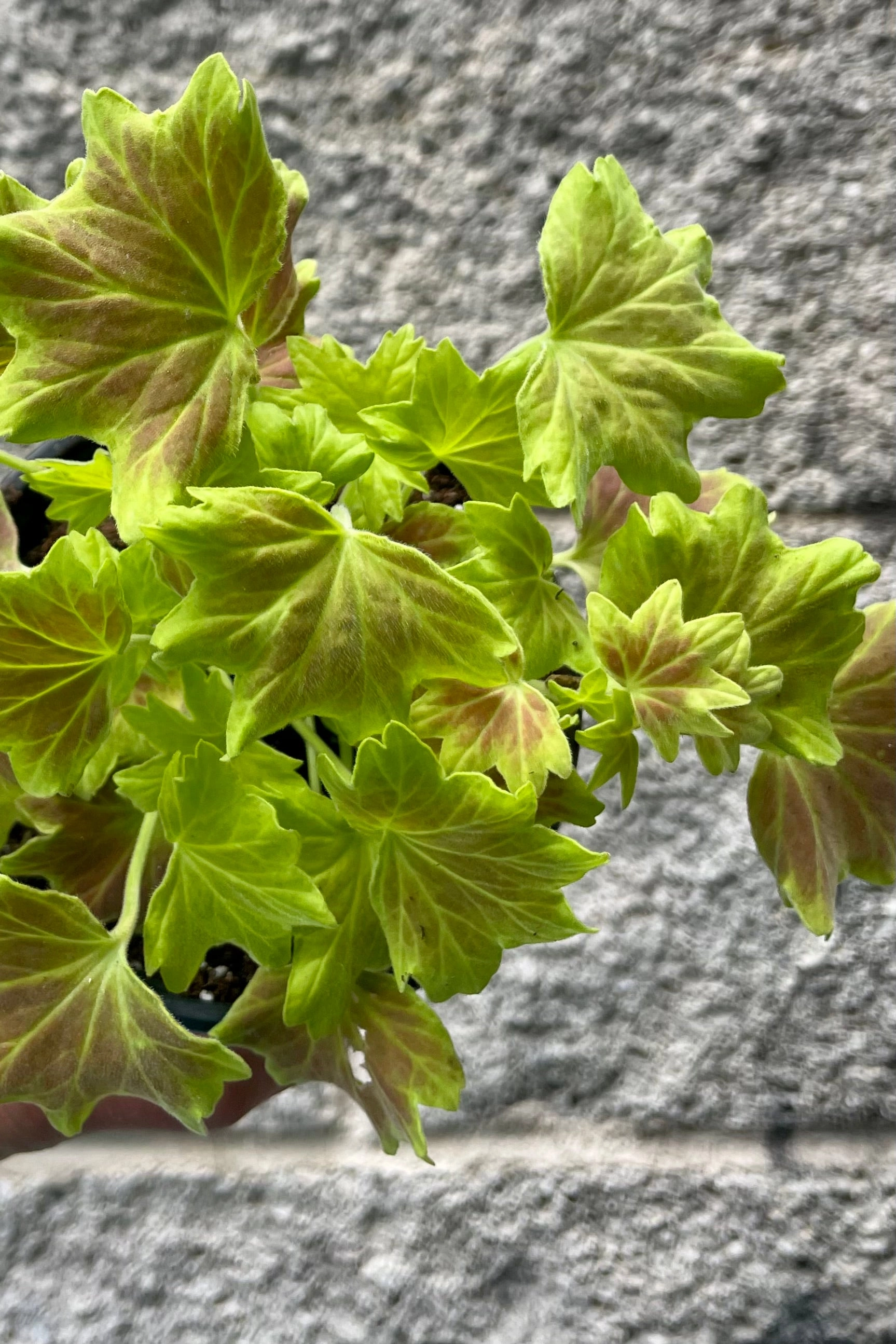 Pelargonium zonale (assorted) 4"