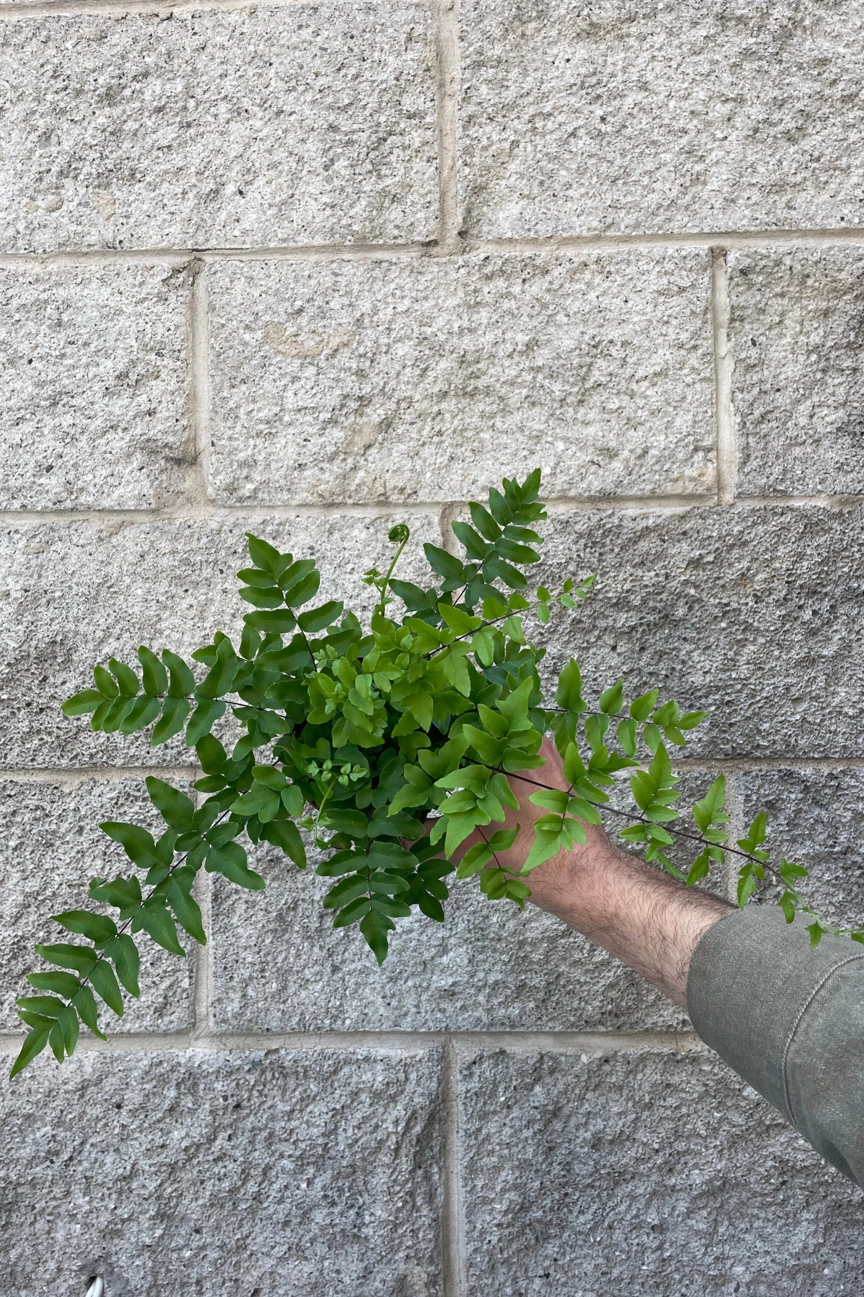 Pellaea Hastata "Cliffbrake Fern" 4" medium flower pot  