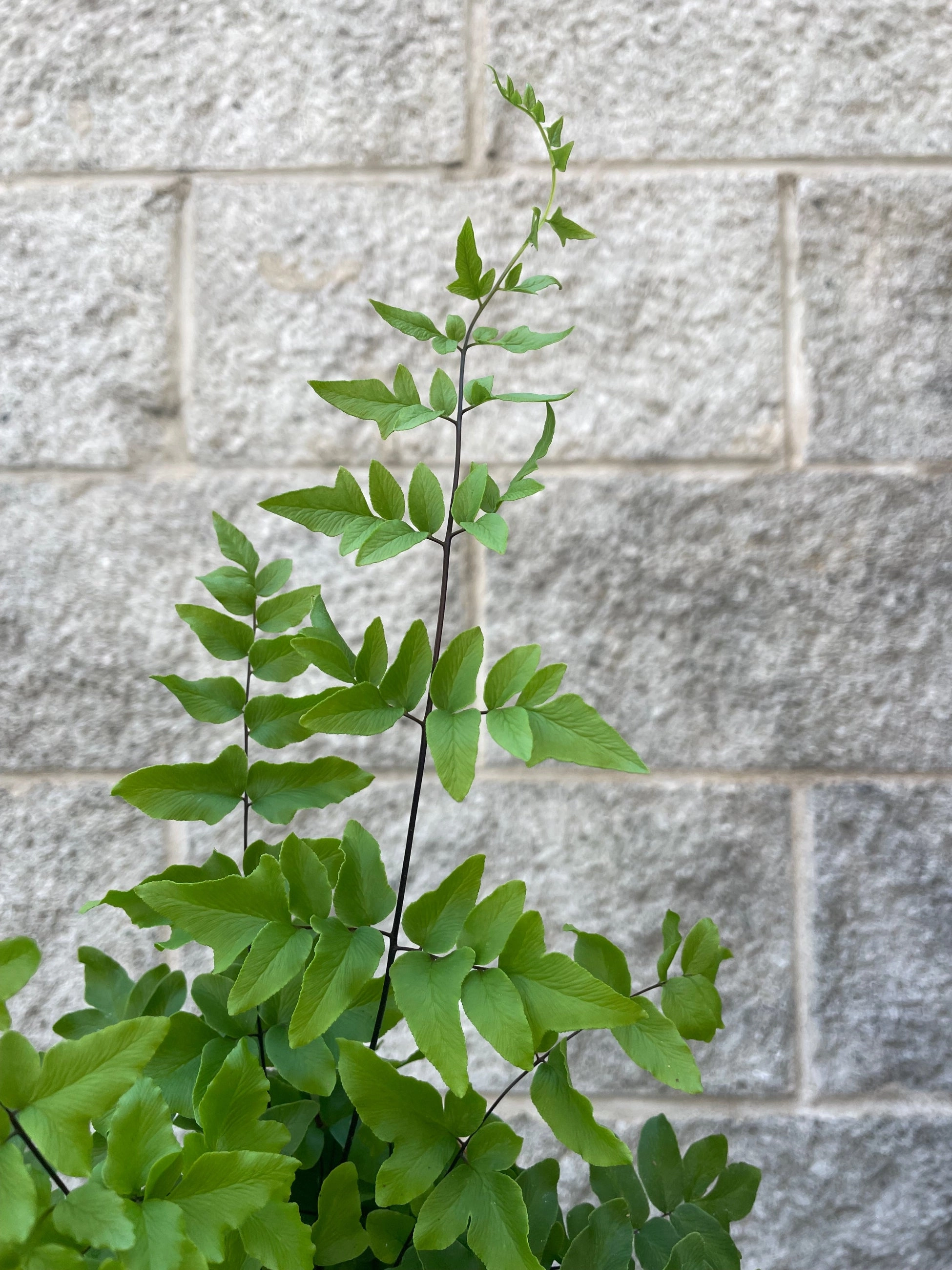 Pellaea Hastata "Cliffbrake Fern" 4"