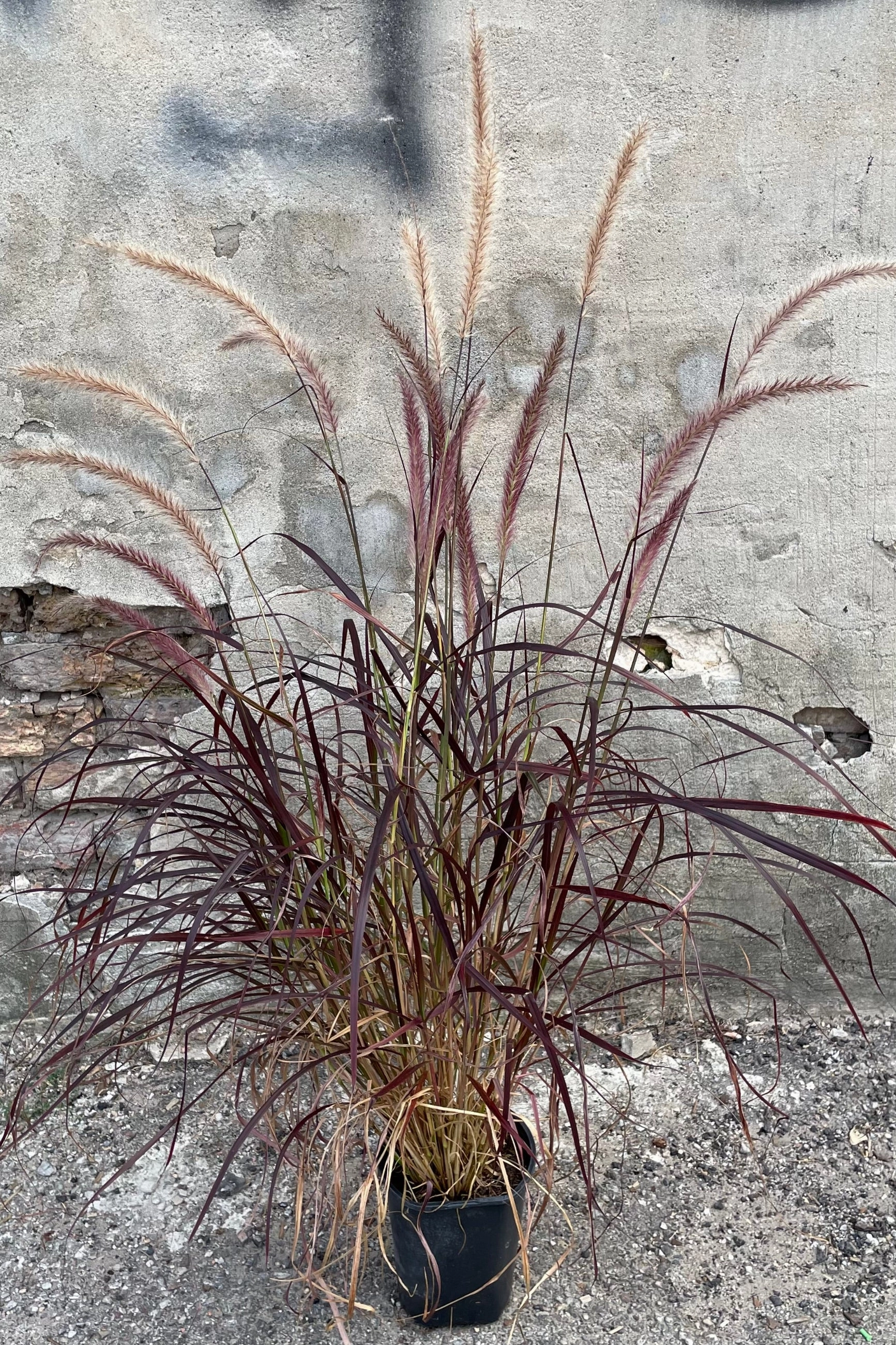 Pennisetum 'Rubrum' #1