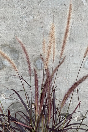 Pennisetum 'Rubrum' #1 decorative flowerpot  