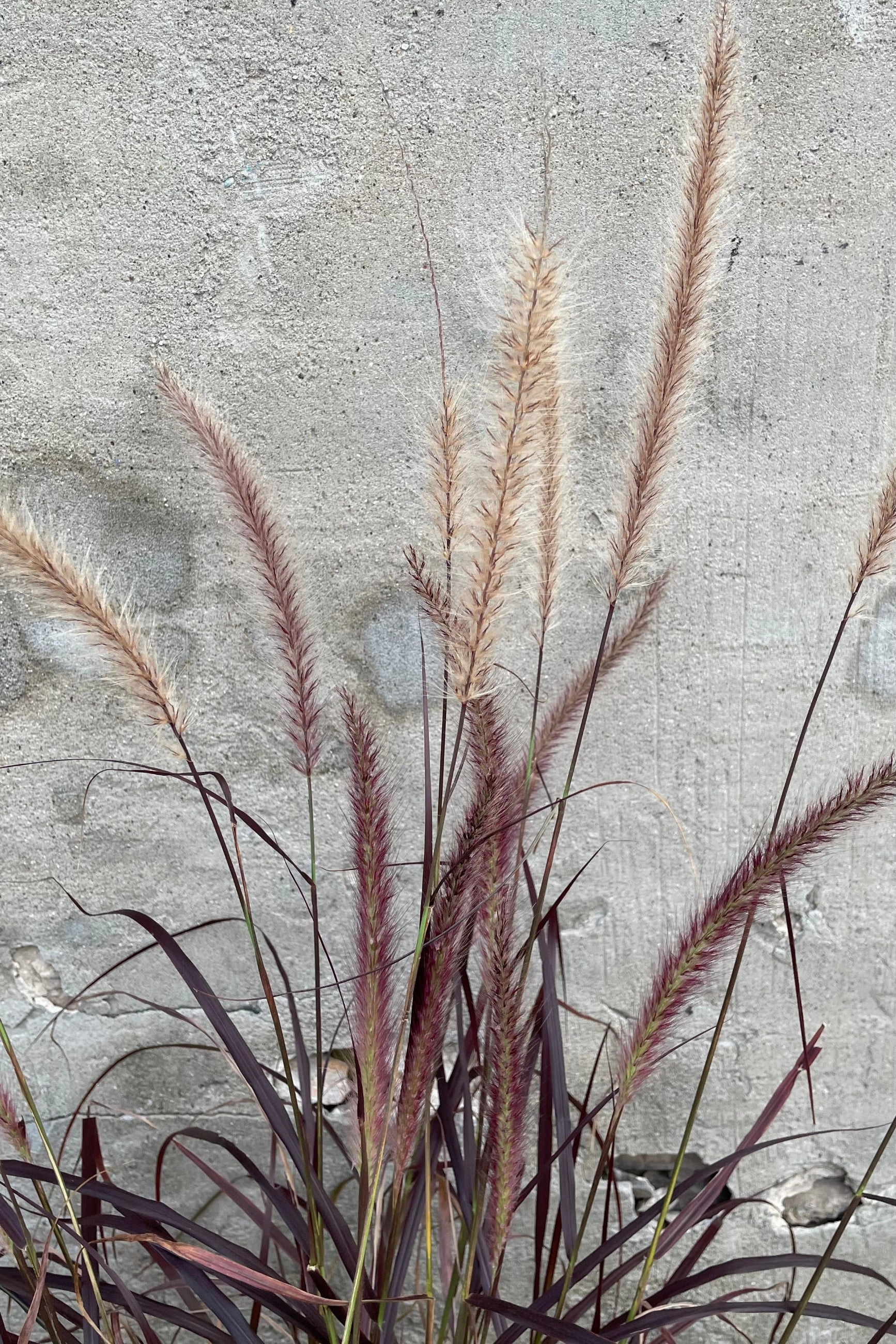 Pennisetum 'Rubrum' #1 decorative flowerpot  