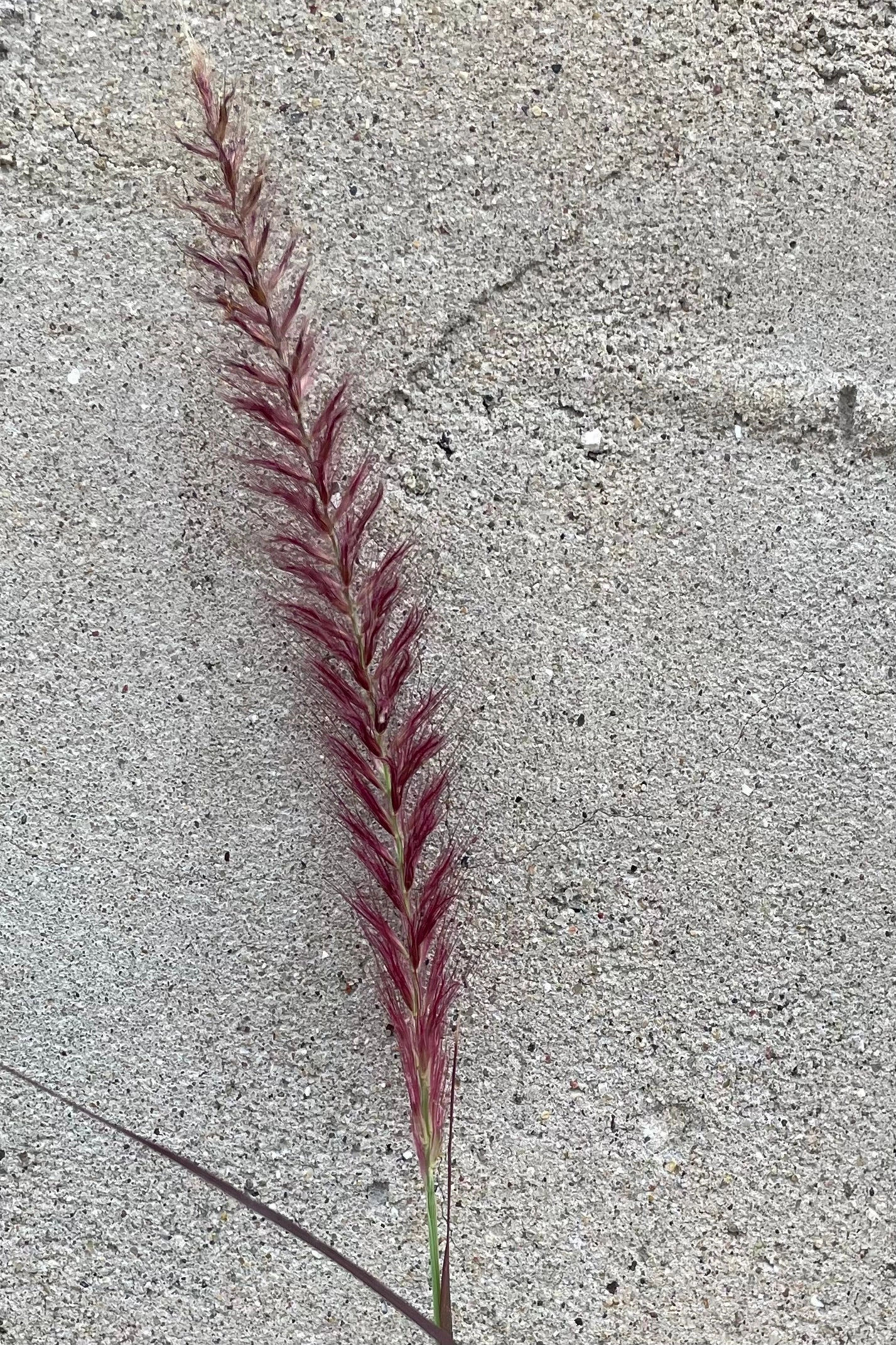 Pennisetum 'Rubrum' 4"