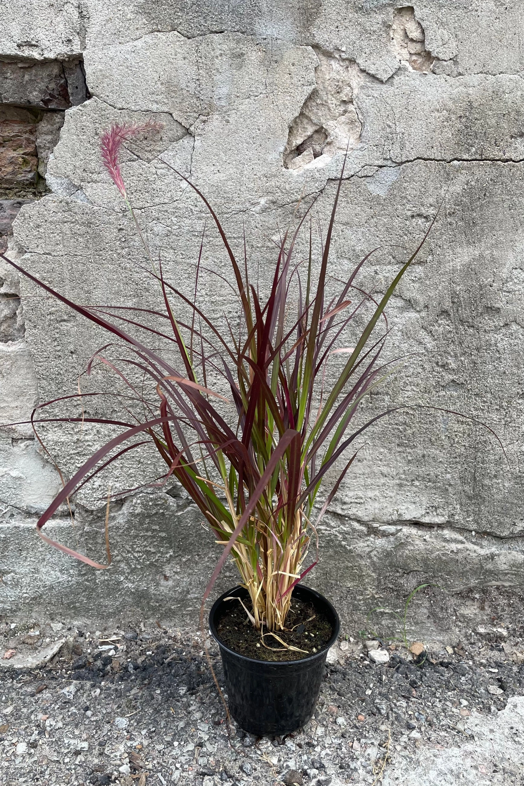 Pennisetum 'Rubrum' 4"