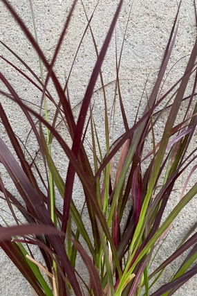 Pennisetum 'Rubrum' 4" decorative flowerpot  