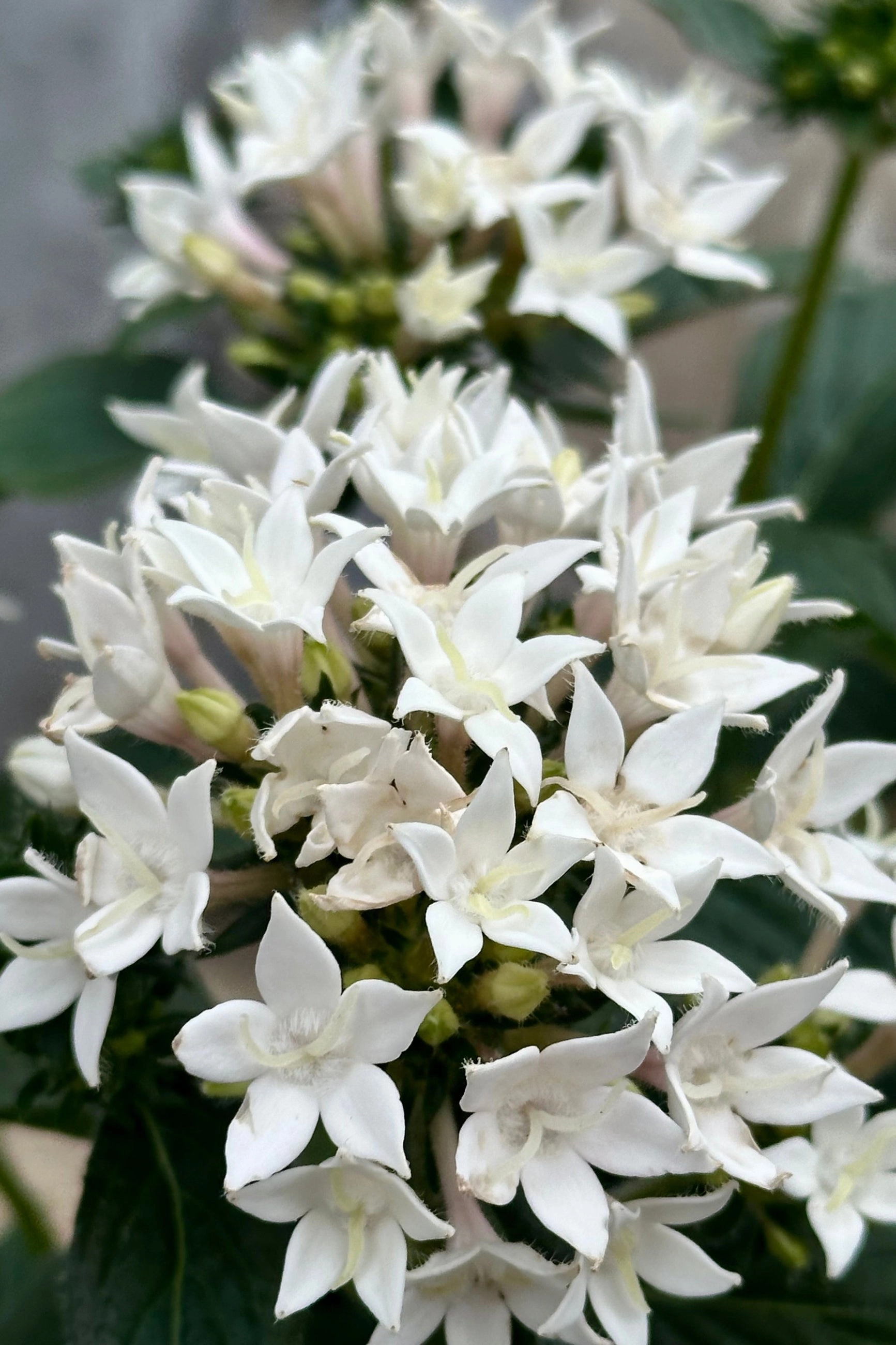 Pentas (assorted) 4.5"