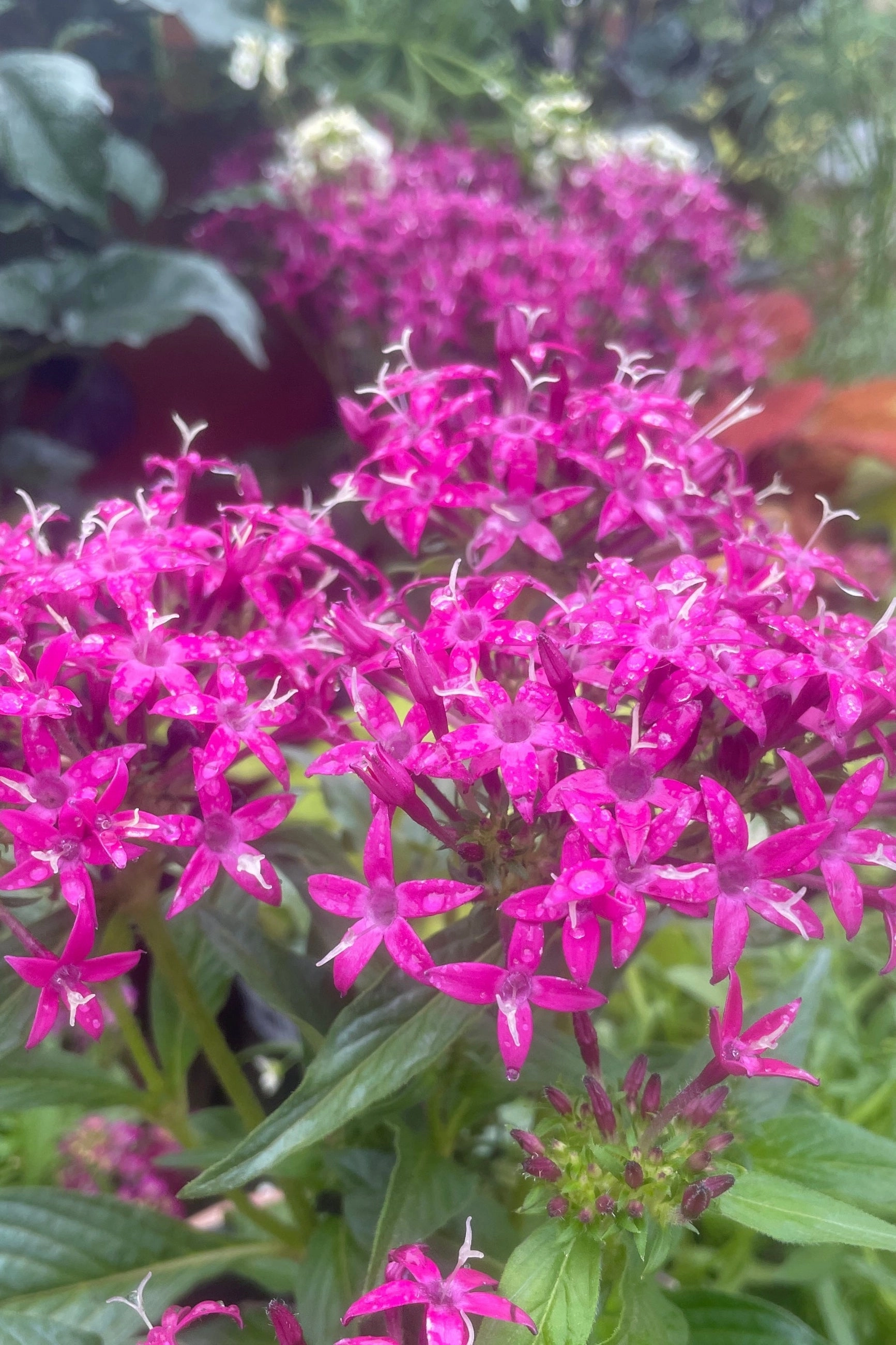 Pentas (assorted) 4.5"