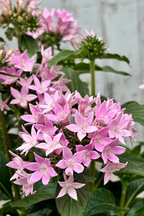 Pentas (assorted) 4.5" decorative flowerpot  
