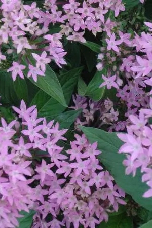 Pentas (assorted) 4.5"