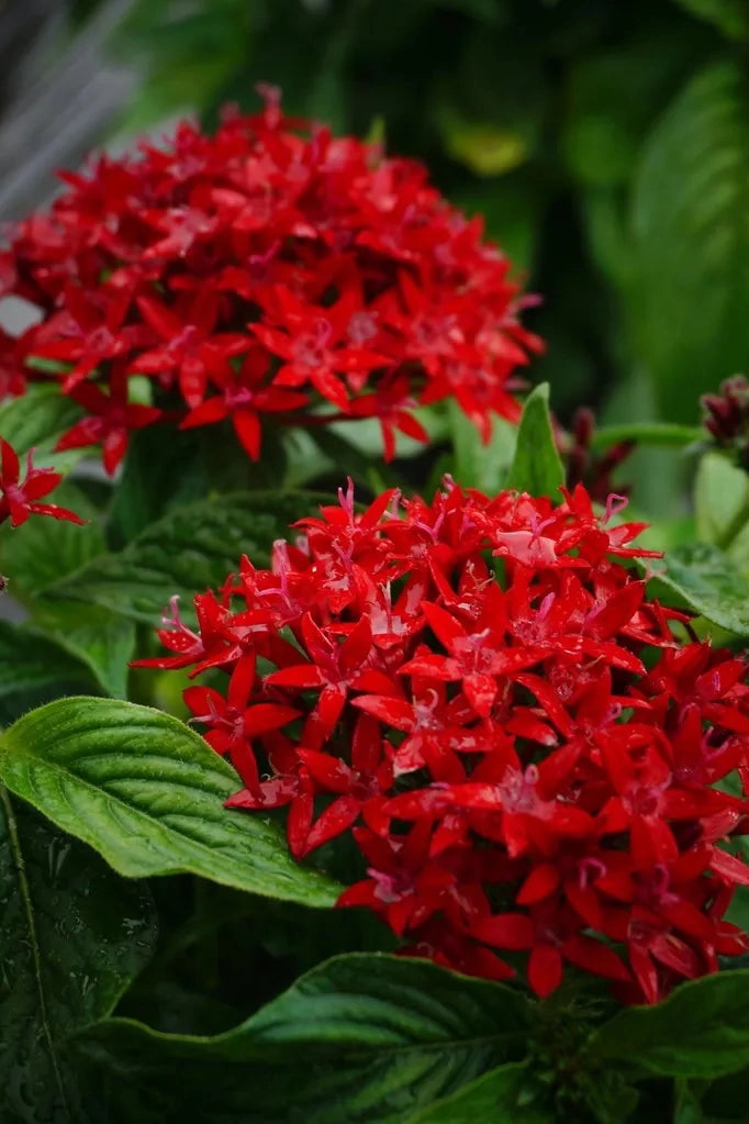 Pentas (assorted) 4.5"