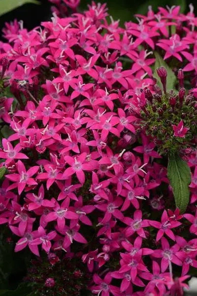 Pentas (assorted) 4.5"