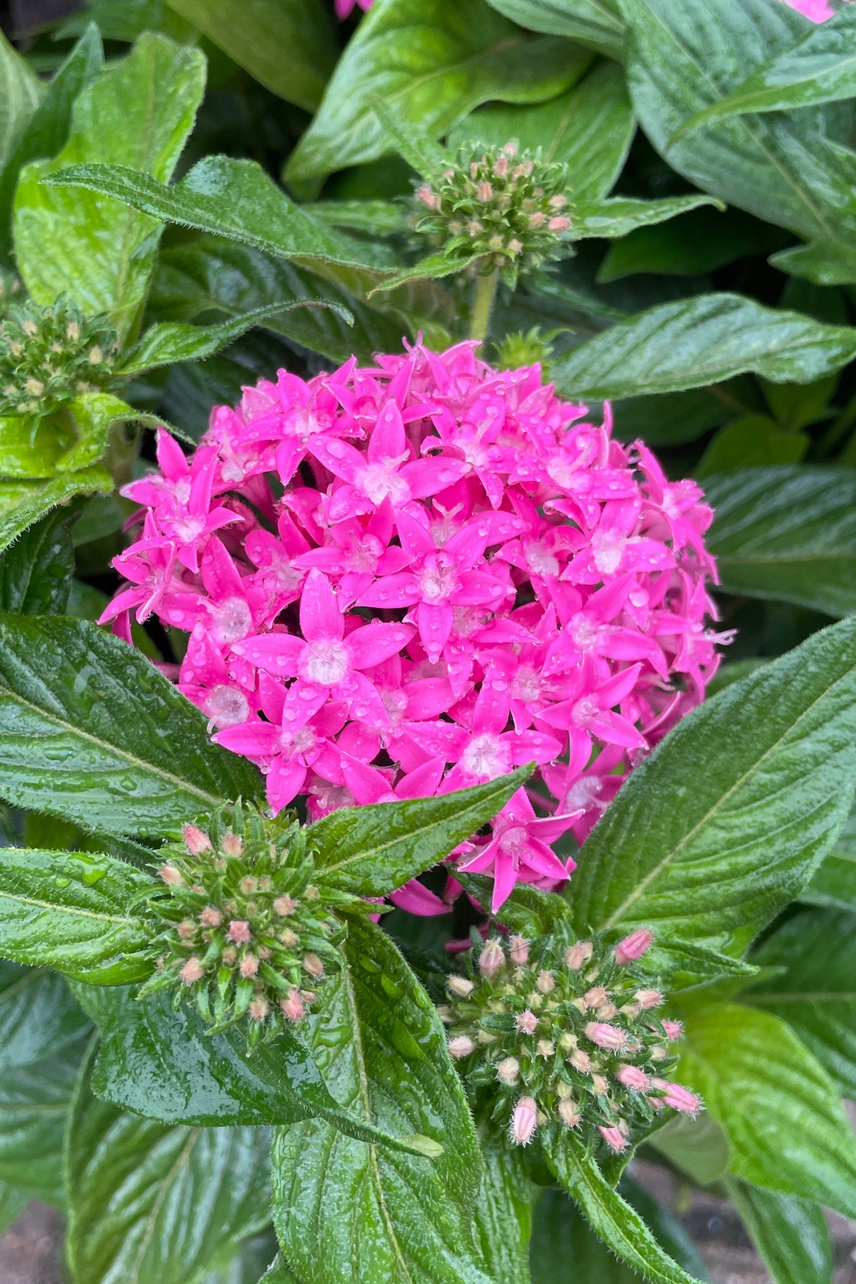 Pentas (assorted) 4.5"