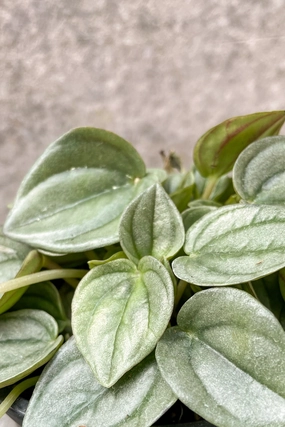 Peperomia 'Napoli Night' 4" medium flower pot  