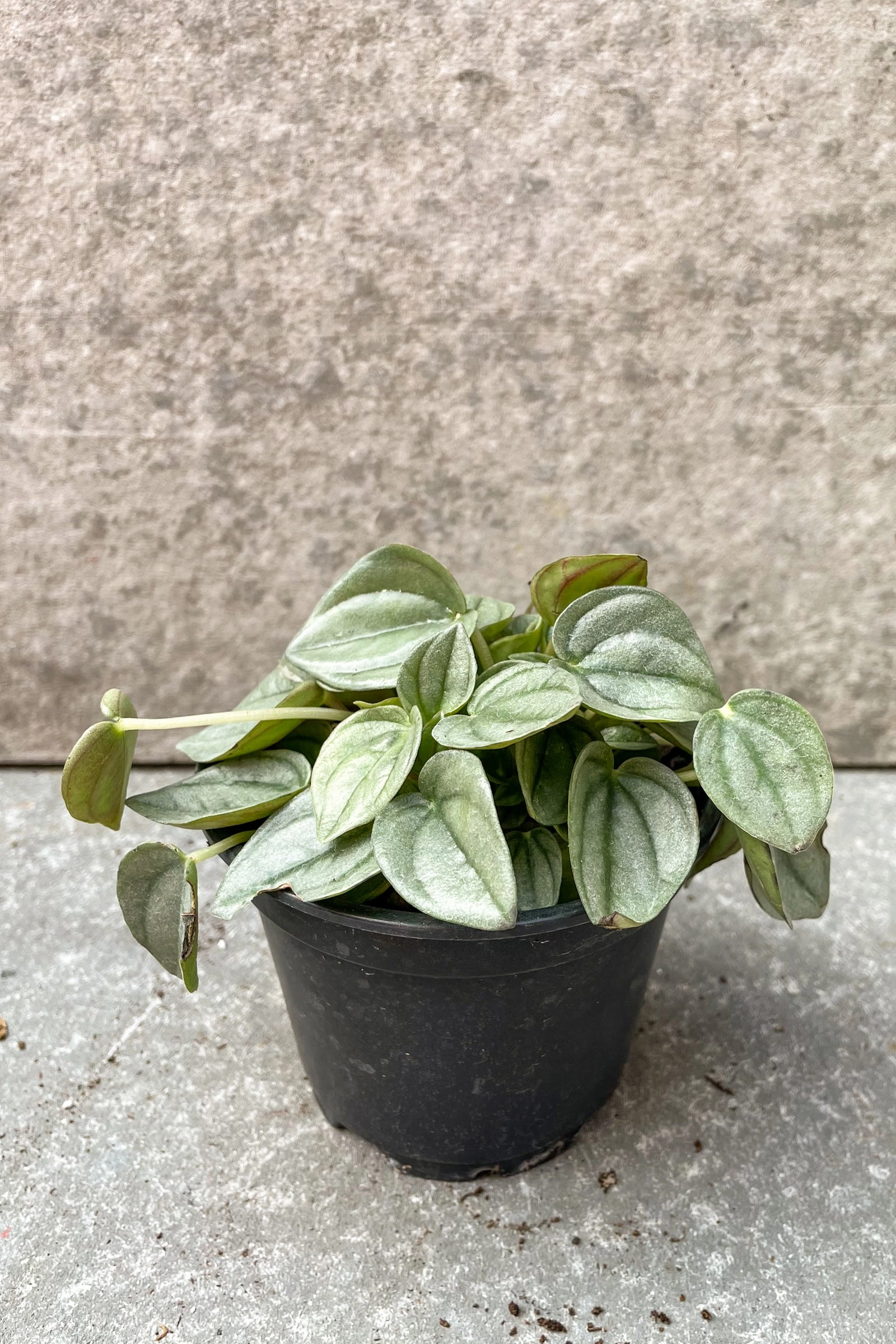 Peperomia 'Napoli Night' 4"