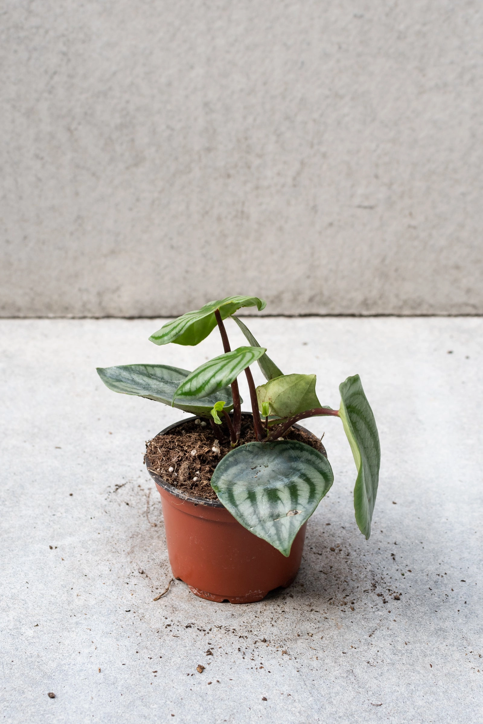 Peperomia argyreia "Watermelon" 4"