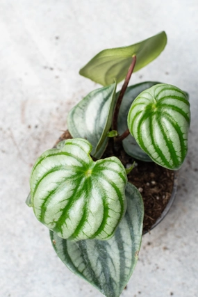 Peperomia argyreia "Watermelon" 4" medium flower pot  