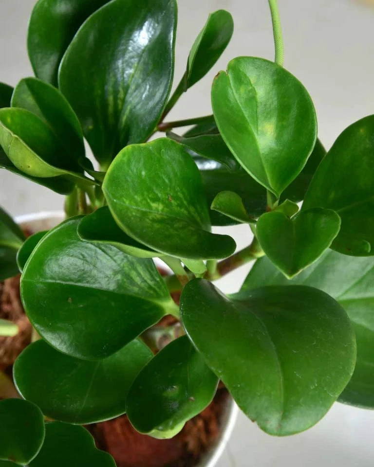 Peperomia Green Plant