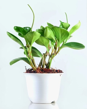 Peperomia Green Plant medium flower pot  