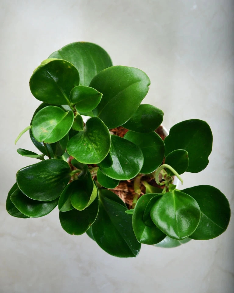 Peperomia Green Plant