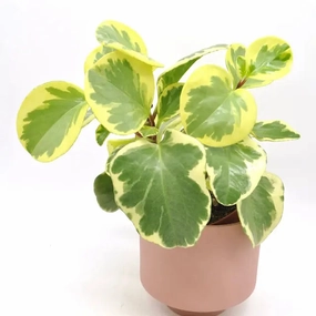 Peperomia obtipan bicolor large flower pot  