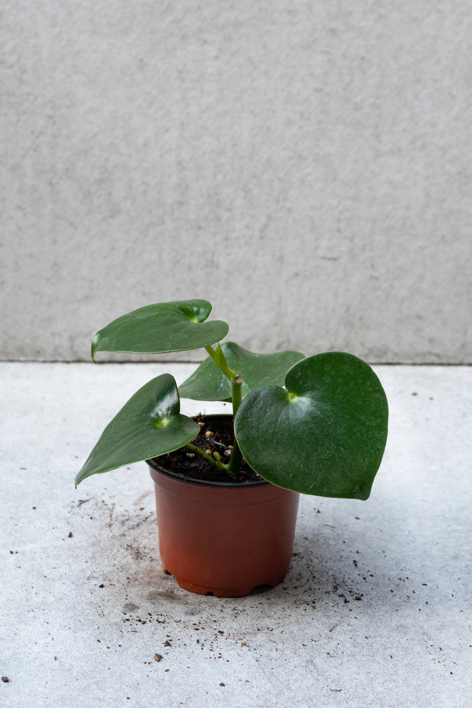 Peperomia polybotrya 4"
