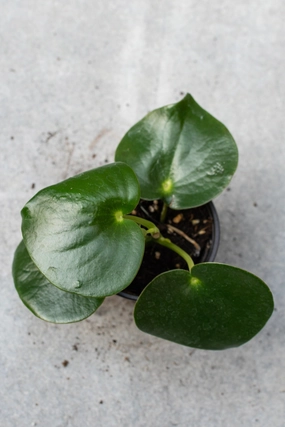 Peperomia polybotrya 4" medium flower pot  