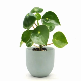 Peperomia polybotrya large flower pot  