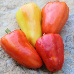 Pepper, Feher Ozon Paprika Organic Seeds small flower pot  