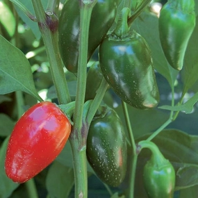 Pepper, Jalapeno Traveler Strain Seeds floating plant shelf  