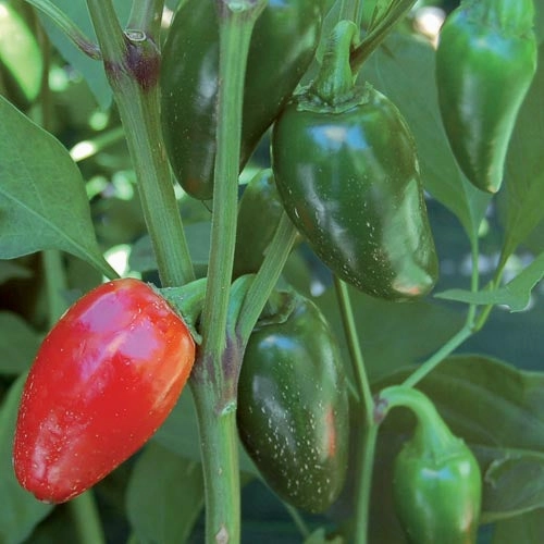 Pepper, Jalapeno Traveler Strain Seeds small flower pot  