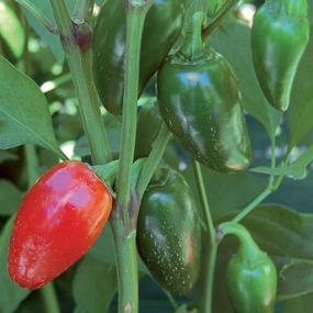 Pepper, Jalapeno Traveler Strain Seeds small flower pot  