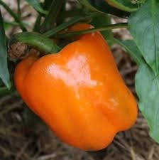 Pepper, Orange Bell Seeds floating plant shelf  