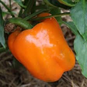 Pepper, Orange Bell Seeds small flower pot  