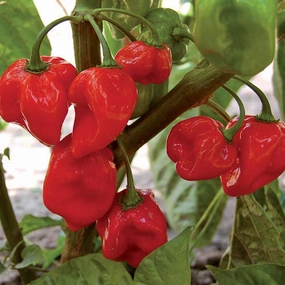 Pepper, Red Habanero Seeds floating plant shelf  