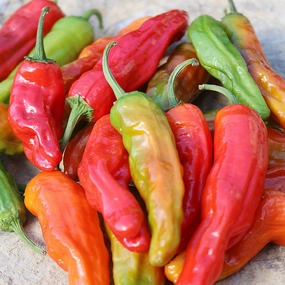 Pepper, Shishito Organic Seeds small flower pot  