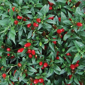 Pepper, Thai Hot Seeds small flower pot  