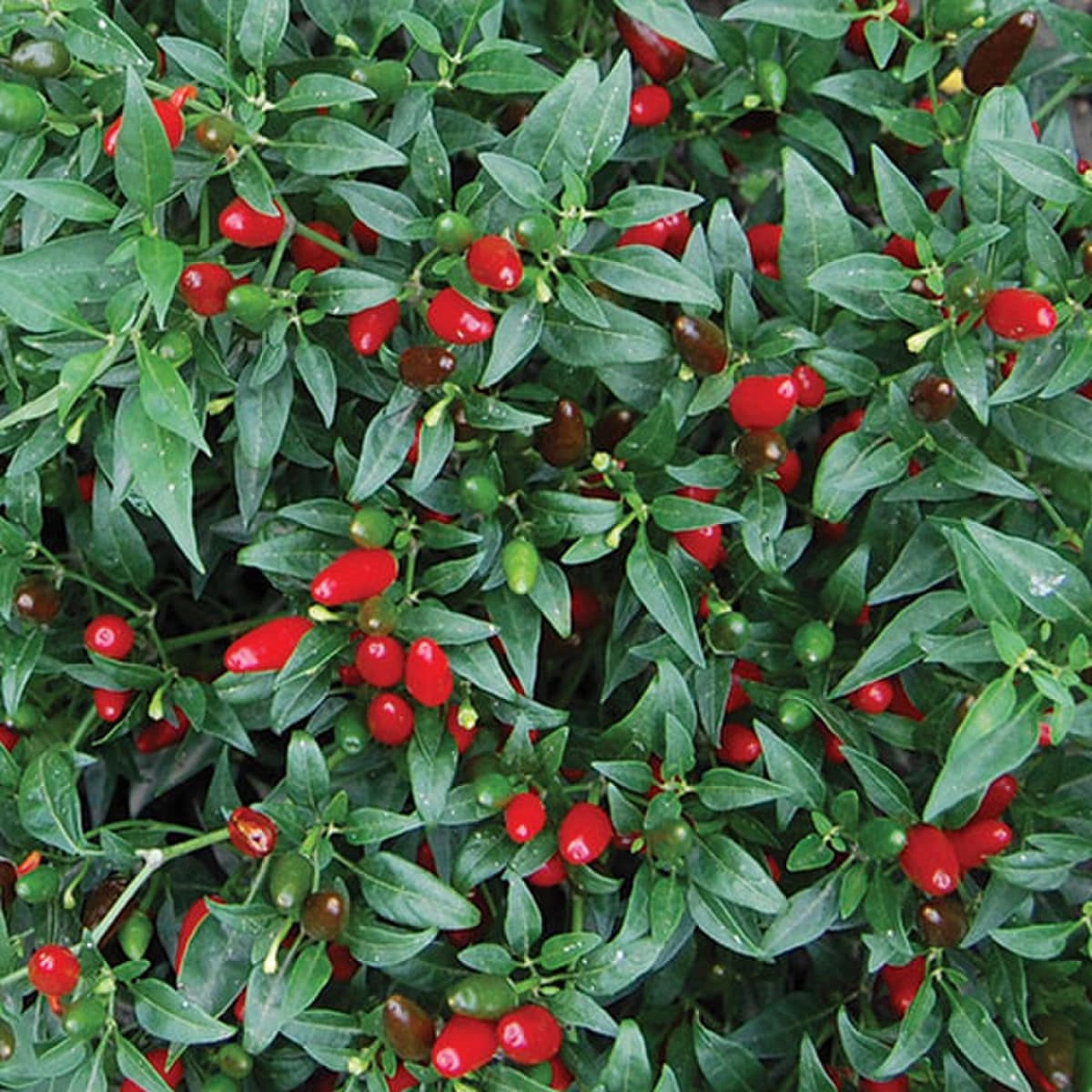 Pepper, Thai Hot Seeds floating plant shelf  