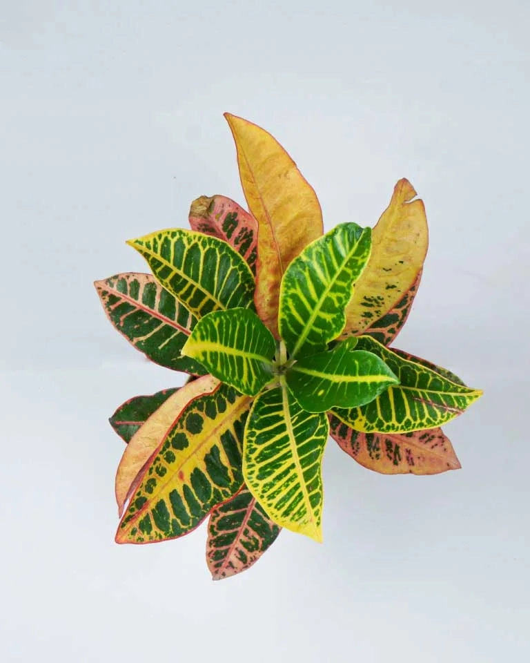 Petra Croton Plant