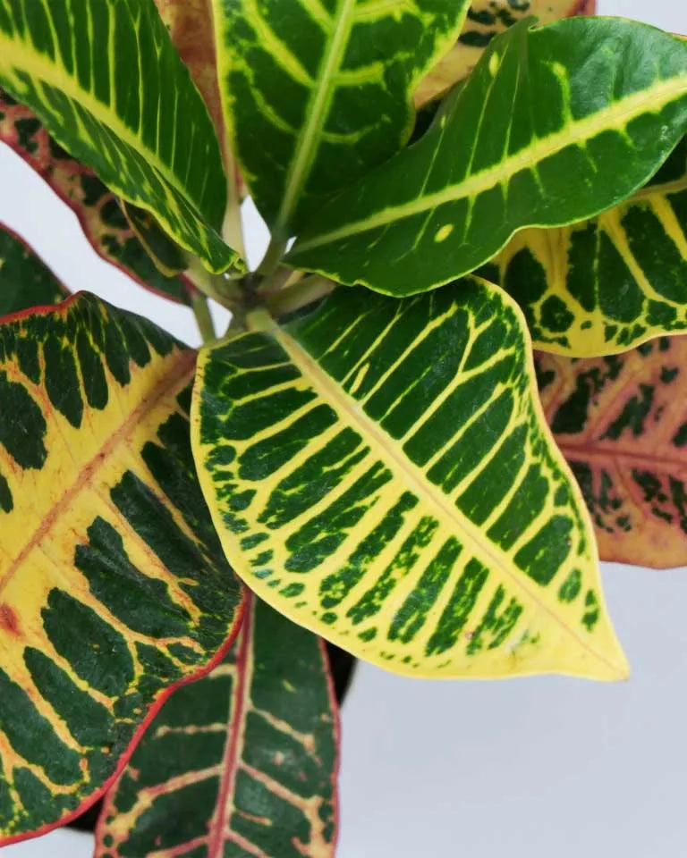 Petra Croton Plant