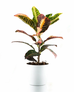 Petra Croton Plant medium flower pot  