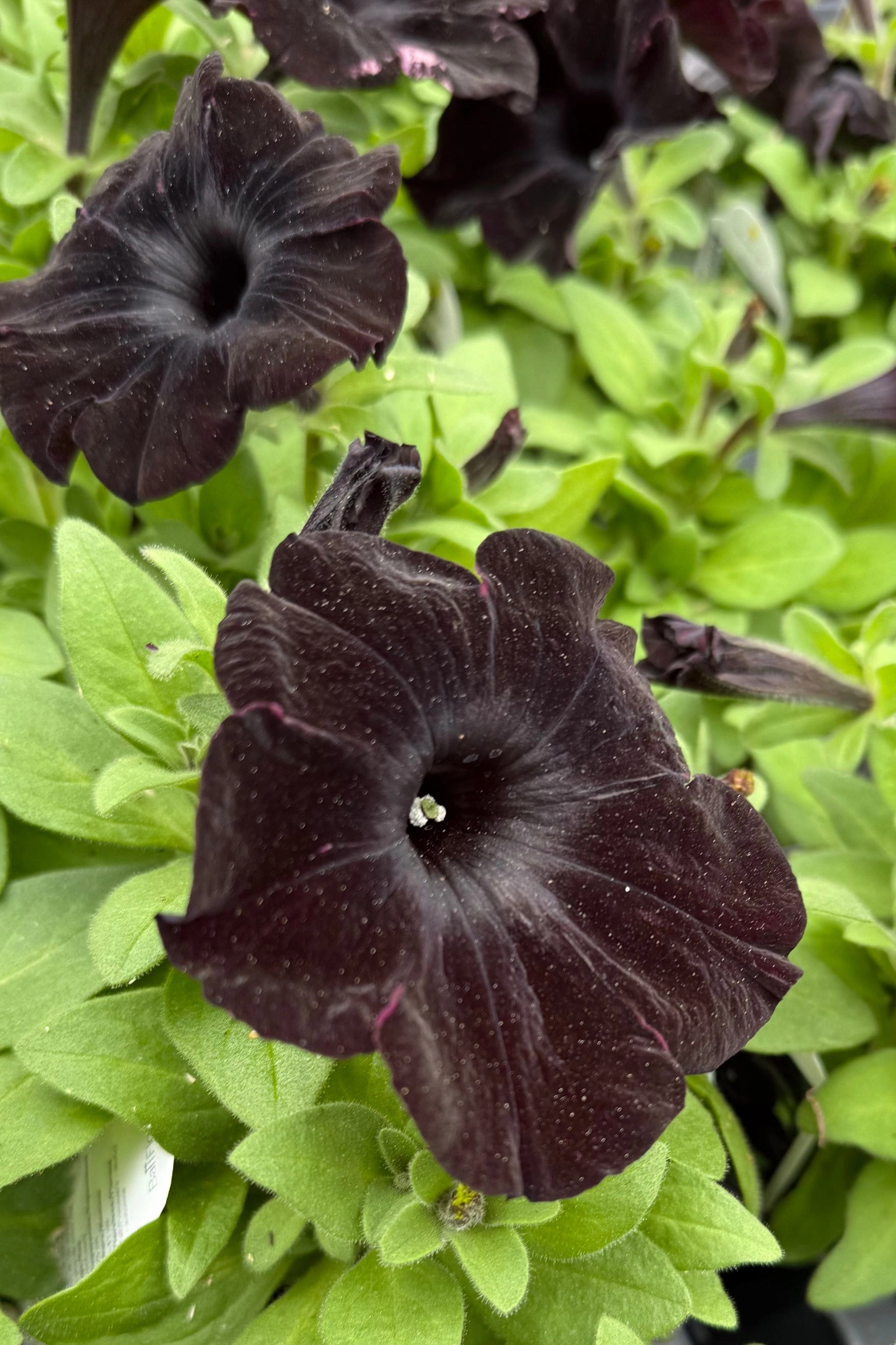 Petunia  (assorted) 4.5"
