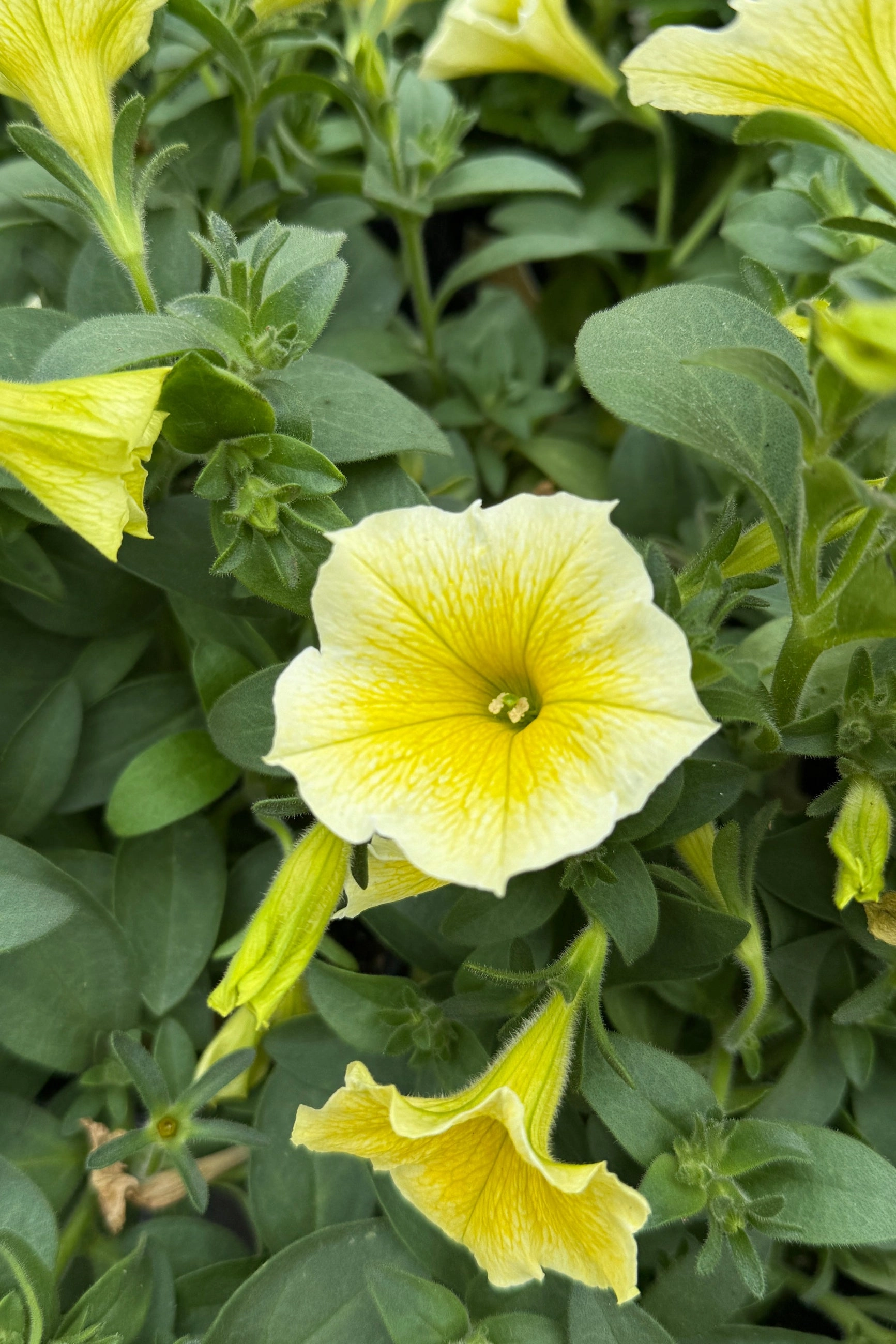 Petunia  (assorted) 4.5" decorative flowerpot  