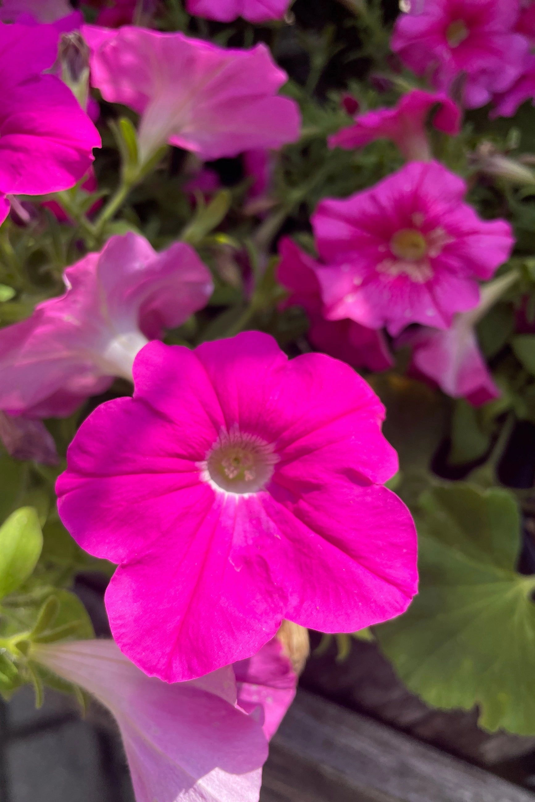 Petunia  (assorted) 4.5"