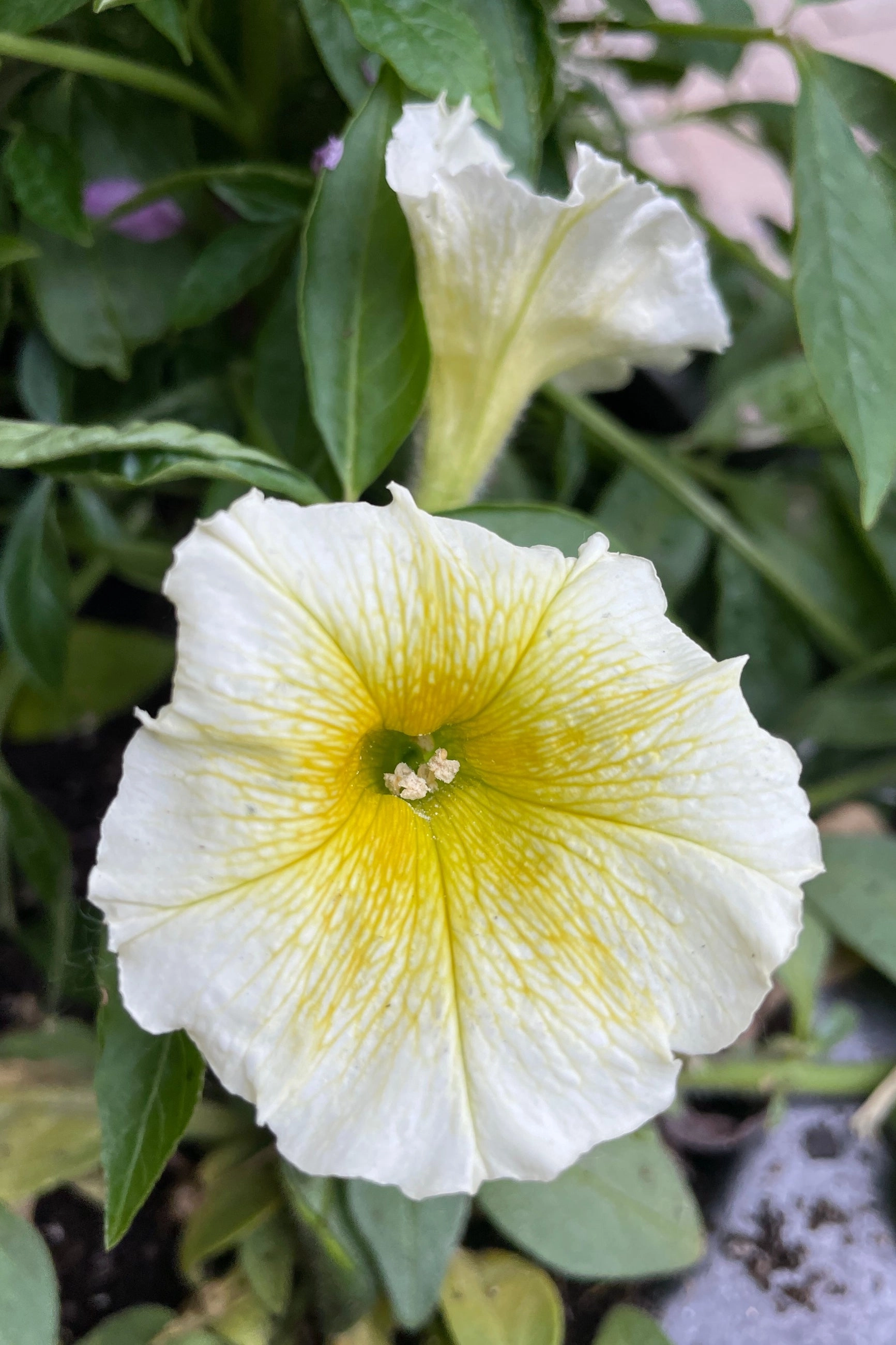 Petunia  (assorted) 4.5"