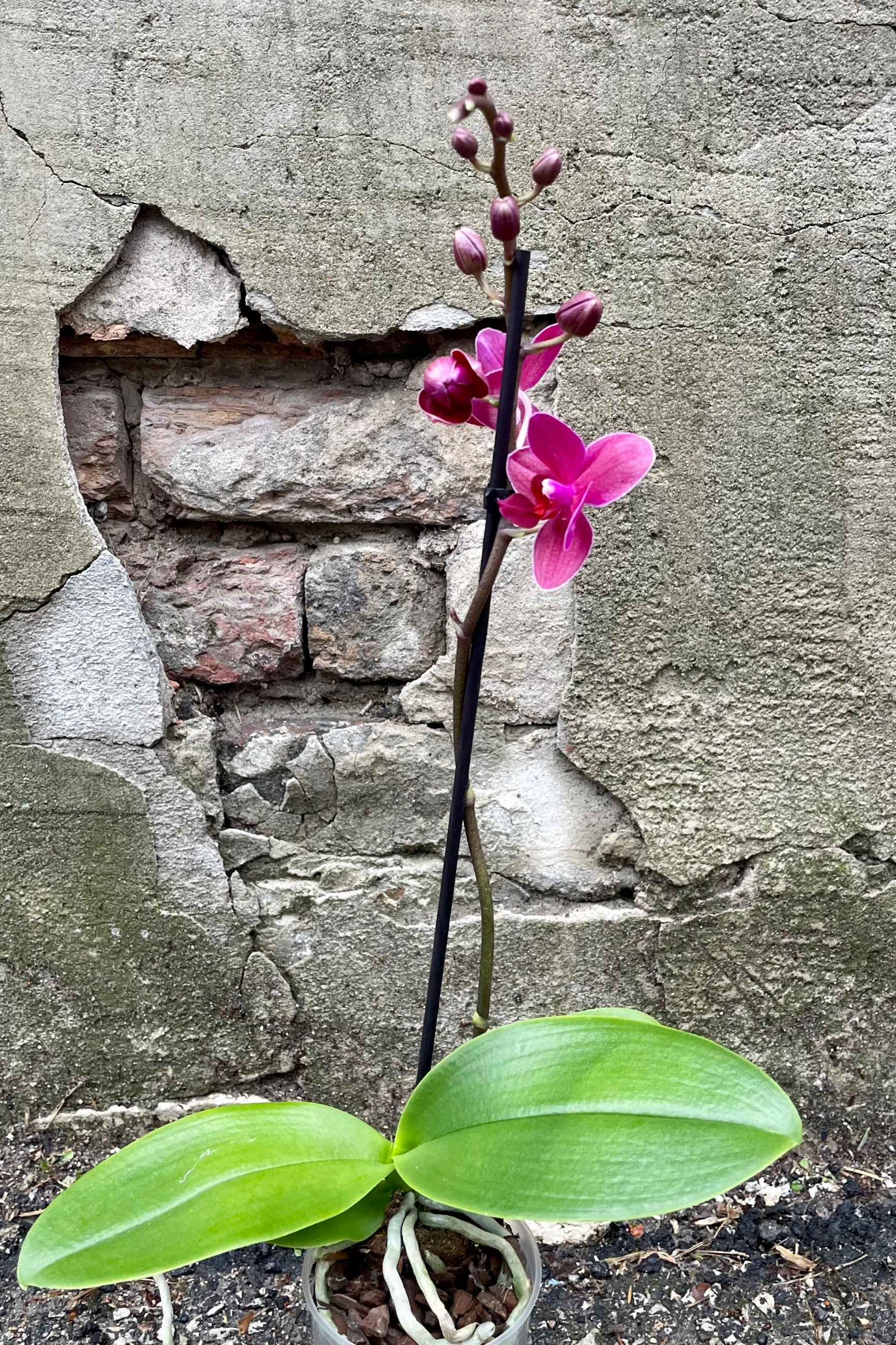 Phalaenopsis orchid 3.5"