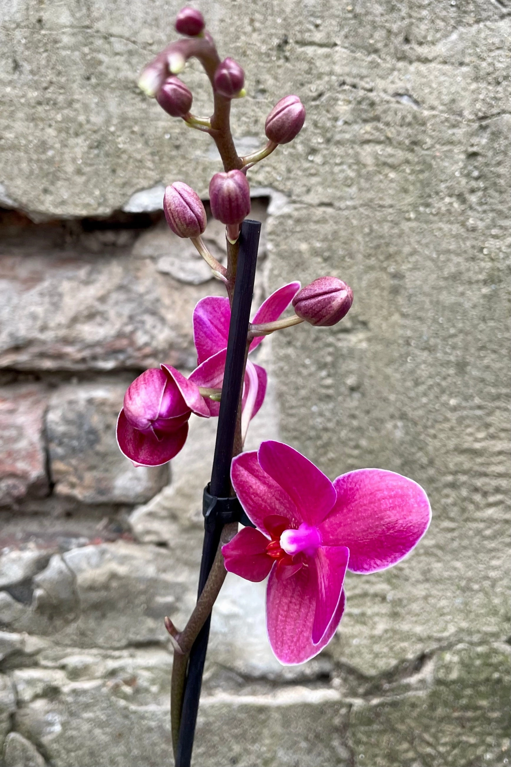 Phalaenopsis orchid 3.5"