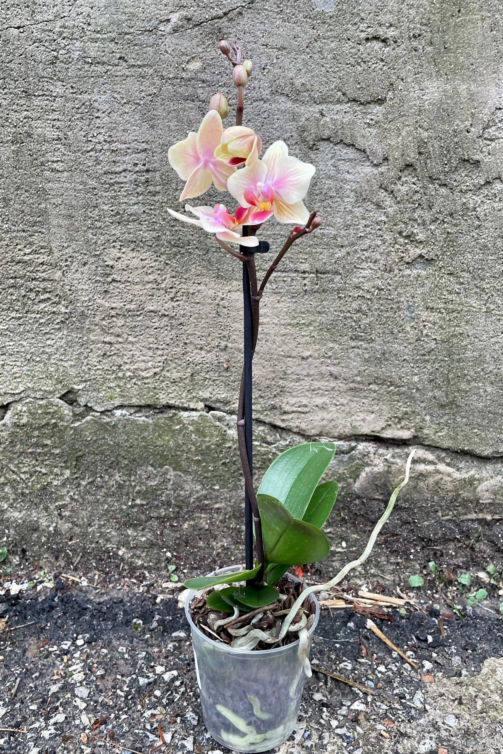 Phalaenopsis orchid 3.5"