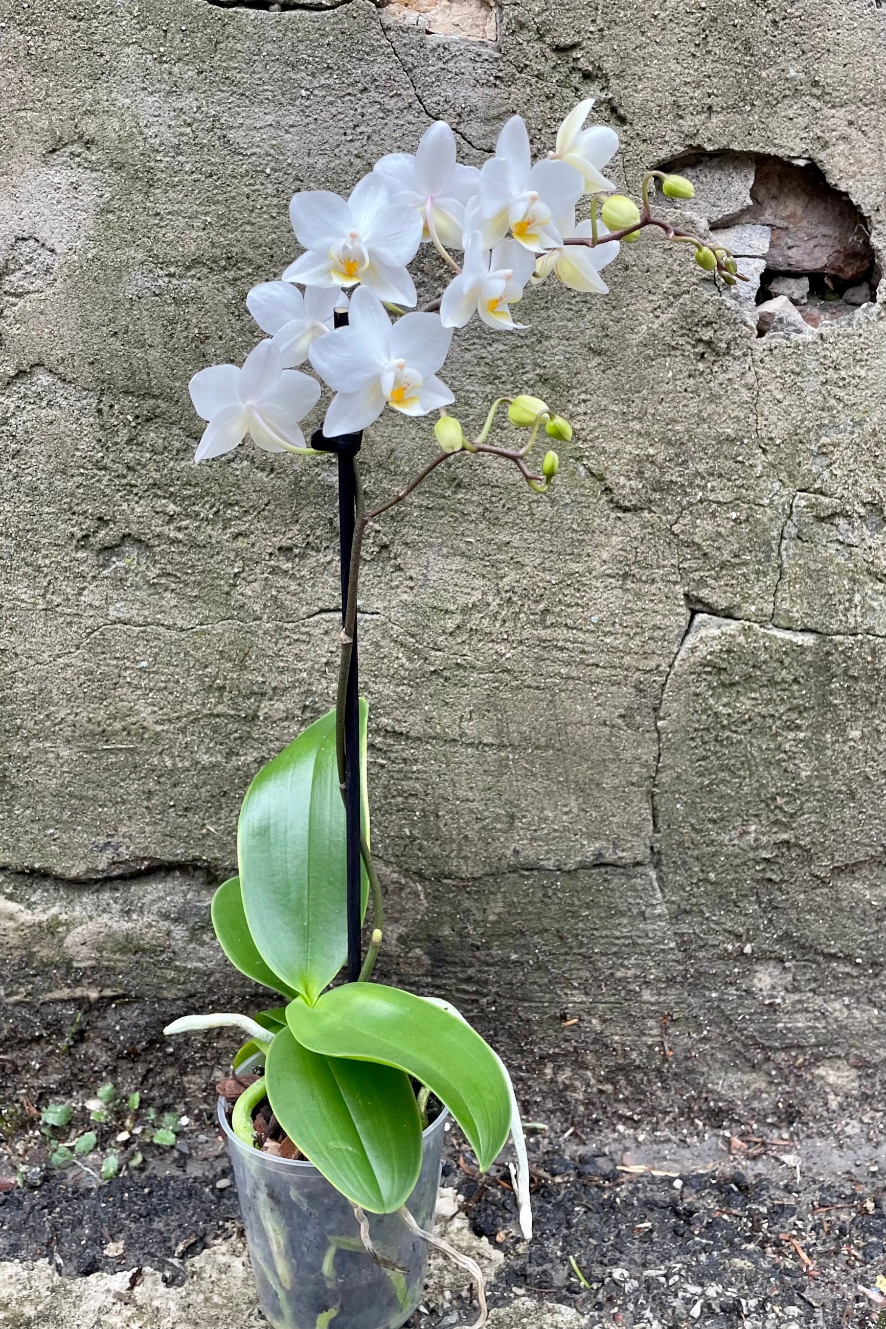 Phalaenopsis orchid 3.5"